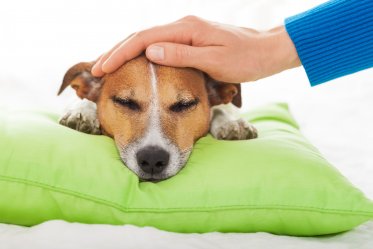 6 Risks of Treating Your Pet at Home