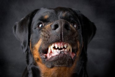 Top 23 Dogs with the Strongest Bite