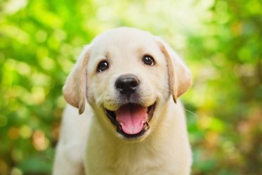 16 Ways to Make Your Dog Happy