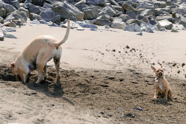 How to Stop Dogs from Digging?