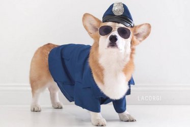 10 Stylish Dogs on Instagram That Dress Better Than You