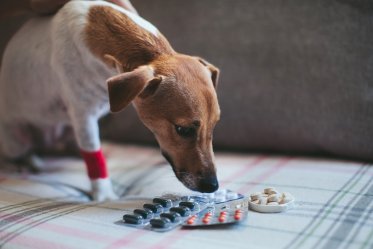 Pain Medications for Dogs