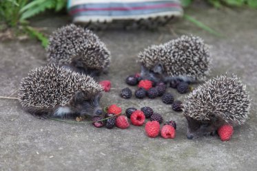 Best Food for Hedgehogs