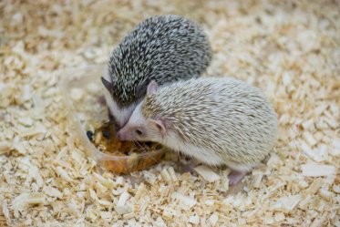 Best Hedgehogs Cages: Reviews and a Buying Guide
