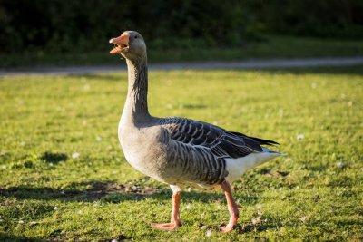 Geese as Pets