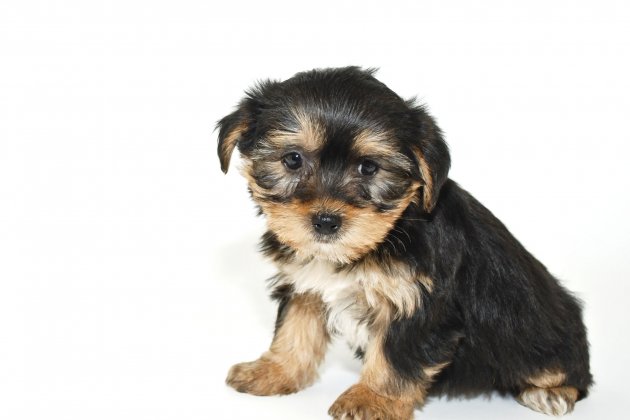 Morkie