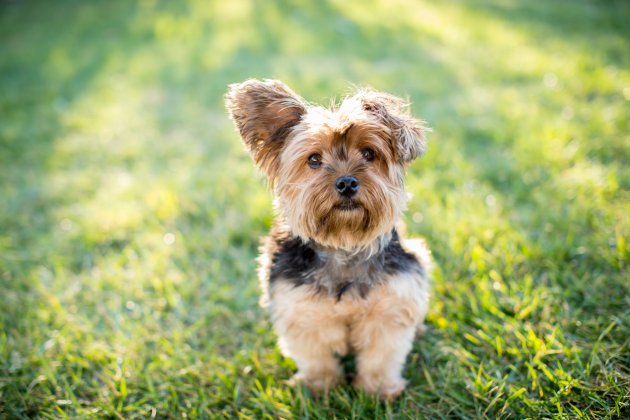 teddy bear yorkie mix