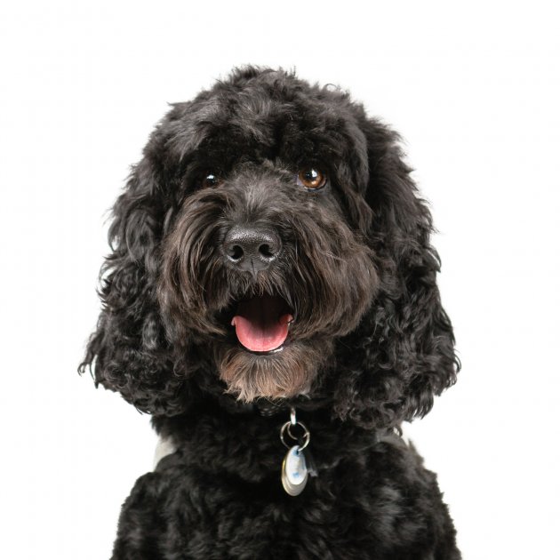 Cockapoo