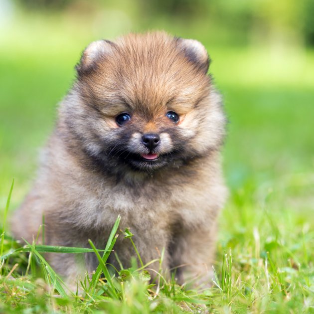 teddy bear pomeranian dog