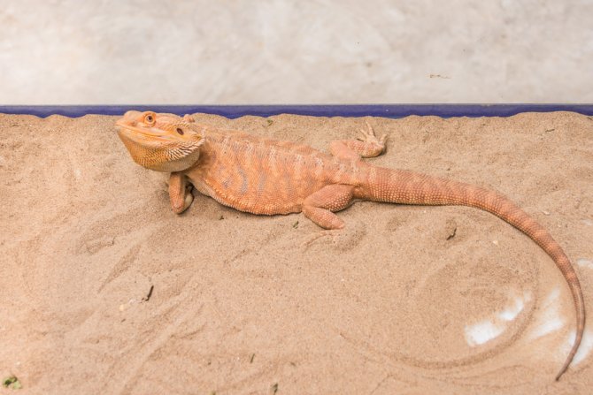 bearded dragon habitat