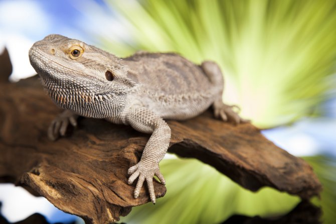 bearded dragon tank