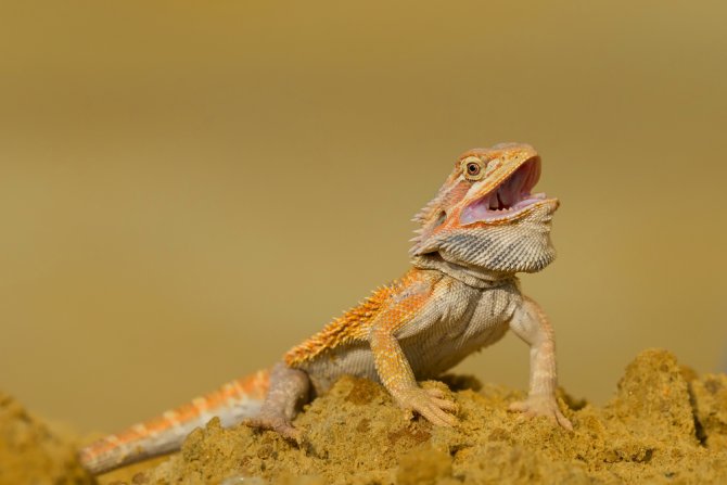 bearded dragon terrarium