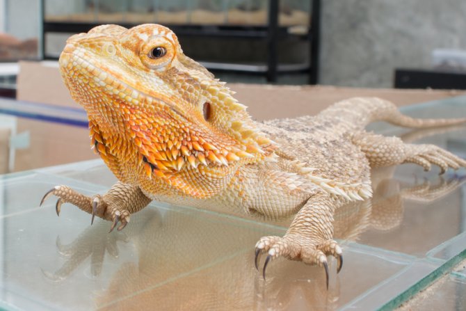 Bearded Dragon Tank