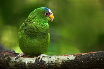 amazon parrot