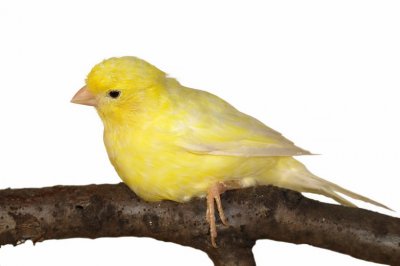 canary