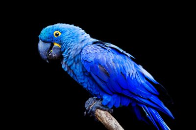 hyacinth macaw