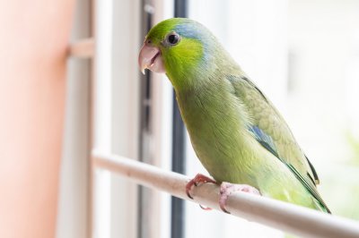 parrotlet