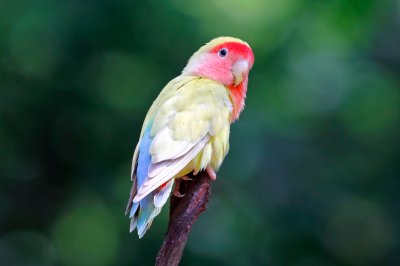 peach faced lovebird