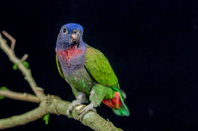 Pionus Parrot