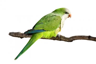 Quaker Parakeet