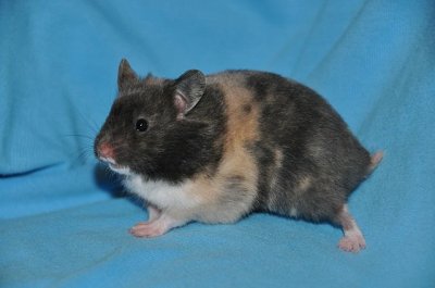 Tortoiseshell hamster