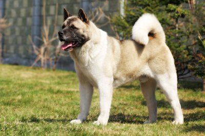 Akita Inu