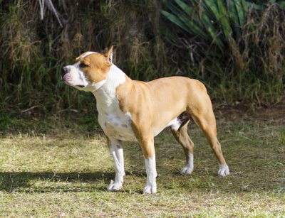 American Staffordshire Terrier