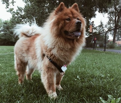 Chow chow