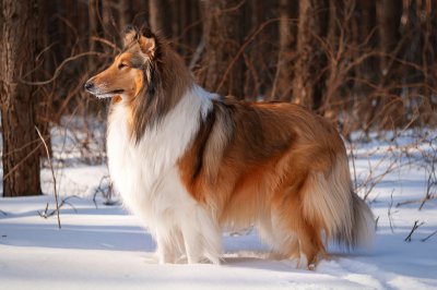 Collie