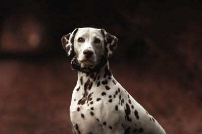 Dalmatian dog