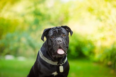 Cane Corso