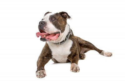 bulldog american aggressive dog breeds dogs