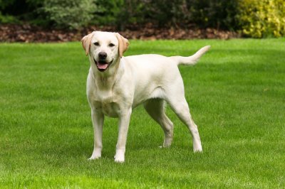 Labrador Retriever