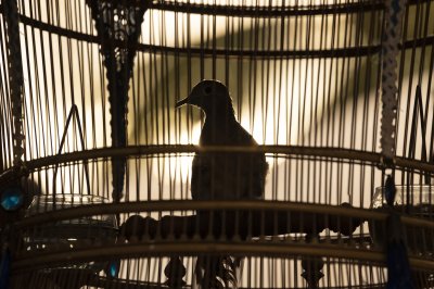 jailbird in the covered cage