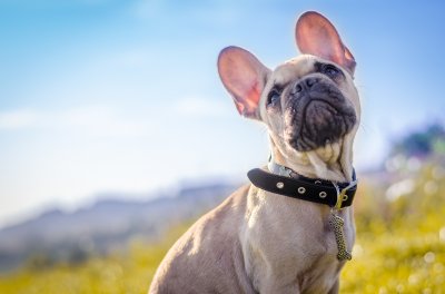 French
Bulldog