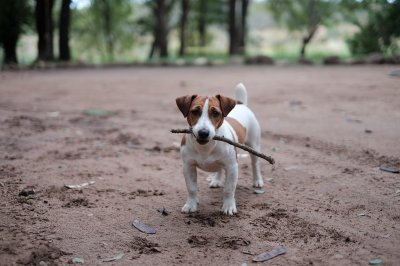 Jack Russell Terrier