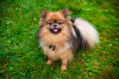 Pomeranian