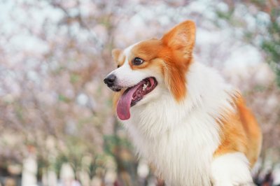 Welsh
Corgi