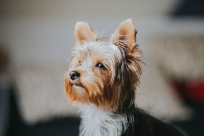 Yorkshire
Terrier