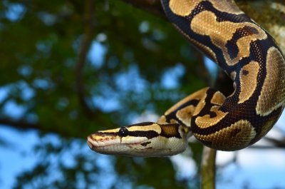 Ball Python