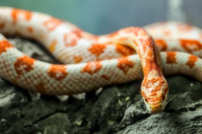 Corn Snake