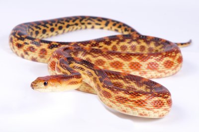 Gopher Snake