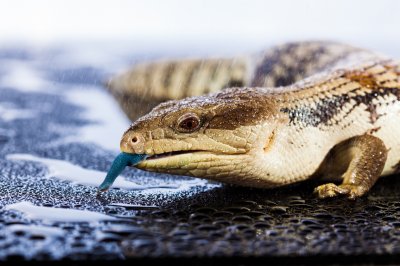 Blue-Tongued Skink