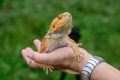 Bearded Dragons