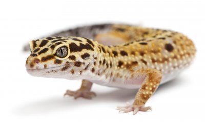 Leopard Gecko