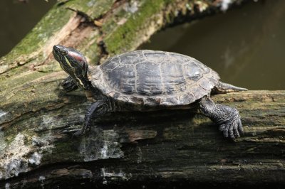 Red-Eared Slider 