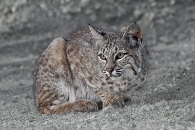 Bobcat (Lynx rufus)