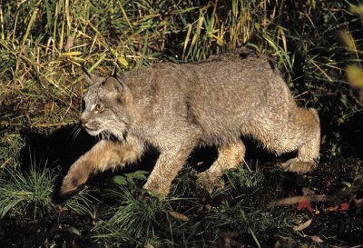 Luchs canadensis