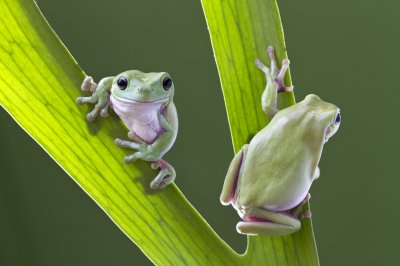 White Tree Frog