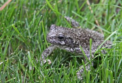 Grey Tree Frogs